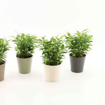 Ficus benjamina 'Natasja'