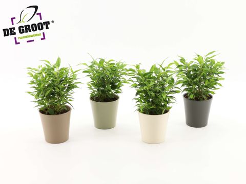 Ficus benjamina 'Natasja'