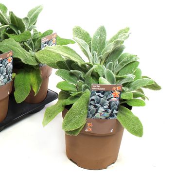 Stachys byzantina 'Silver Carpet'