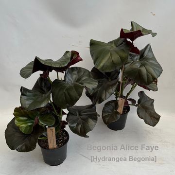 Begonia 'Alice Faye'