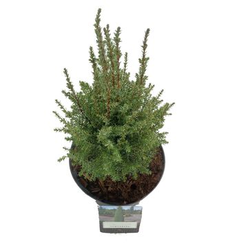 Juniperus communis 'Compressa'