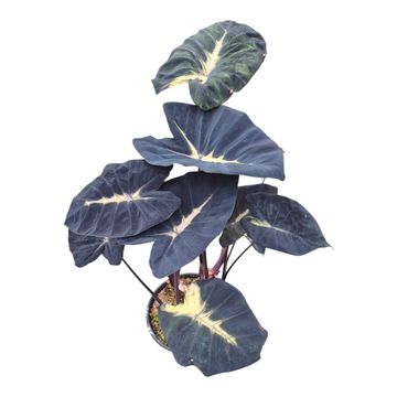 Colocasia 'Hybrid Yellow Future'
