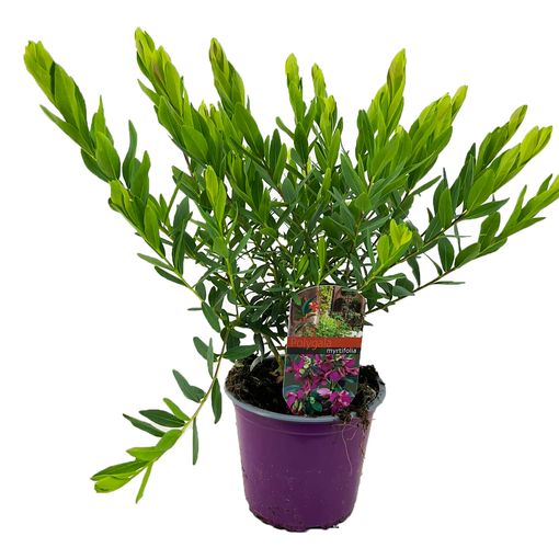 Polygala myrtifolia (Luiten kwekerij)