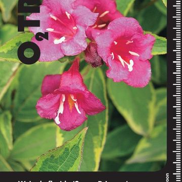 Weigela florida 'Sunny Princess'
