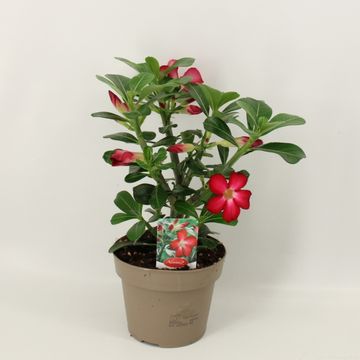 Adenium obesum 'Anouk'