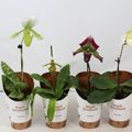 Paphiopedilum MIX