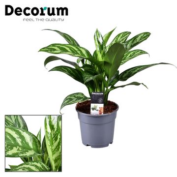 Aglaonema 'Tigres'