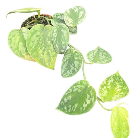Scindapsus 'Hologram'
