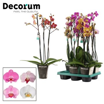 Phalaenopsis MIX