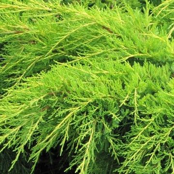 Juniperus x pfitzeriana 'Old Gold'