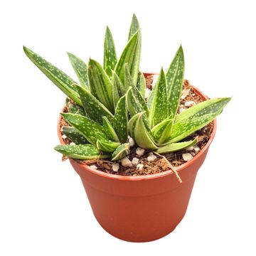 Gasteria 'Kaleidoscope'