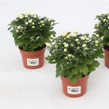 Chrysanthemum GARDENMUMSAIC WHITE