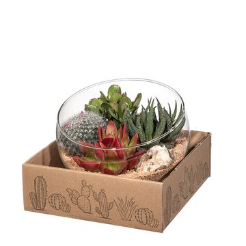 Arrangement Cactus/Succulent