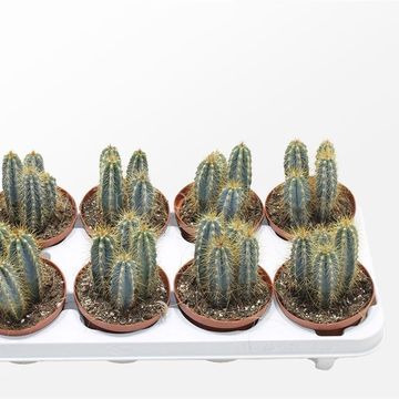 Pilosocereus azureus