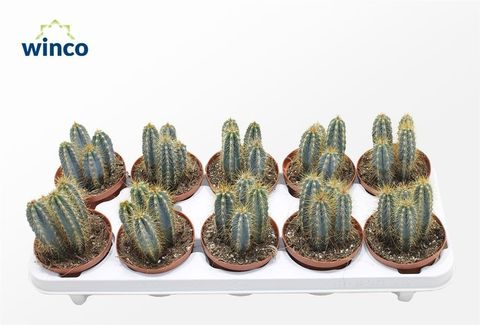 Pilosocereus azureus