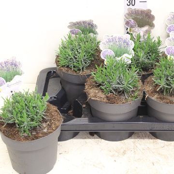 Lavandula angustifolia 'Munstead'