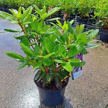 Rhododendron 'Катавбинзе Грандифлорум'