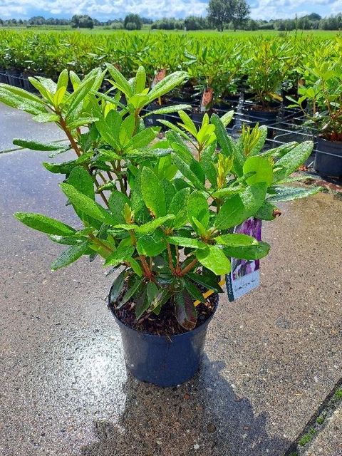 Rhododendron 'Catawbiense Grandiflorum'