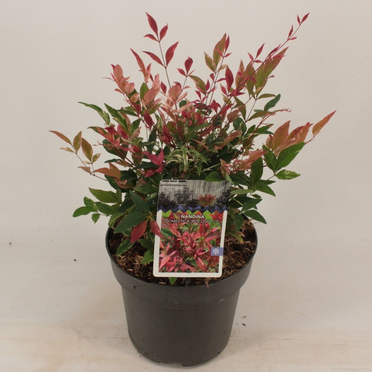 Nandina Domestica City Lights 150mm Pot Dawsons Garden World