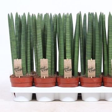 Sansevieria cylindrica 'Straight'