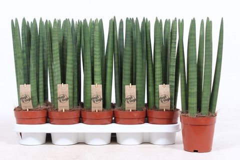 Sansevieria cylindrica 'Straight'