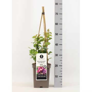 Rosa RHAPSODY IN BLUE