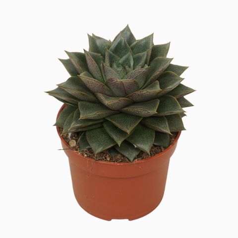 Echeveria purpusorum