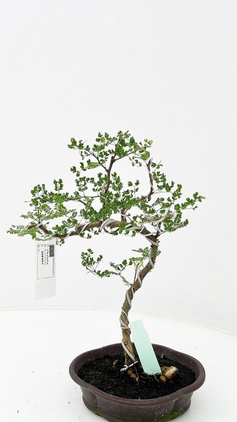 Vachellia nilotica