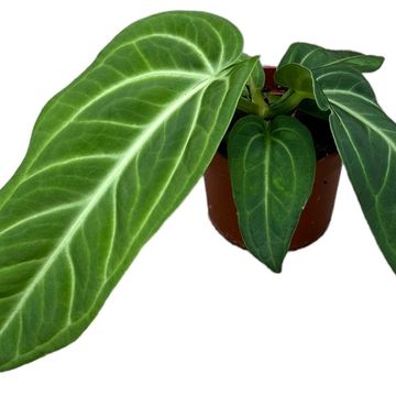 Anthurium villenaorum