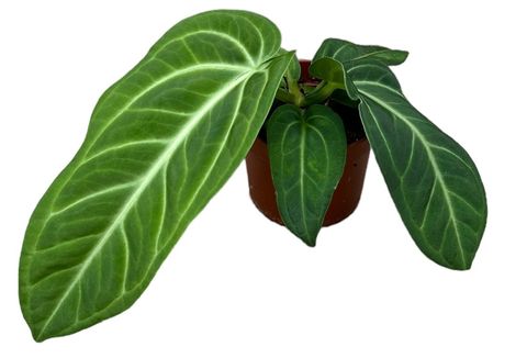 Anthurium villenaorum