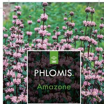 Phlomis tuberosa 'Amazone'