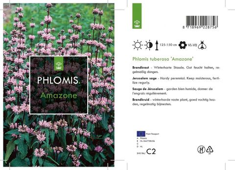 Phlomis tuberosa 'Amazone'