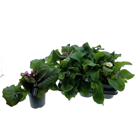 Primula GOLD NUGGET MIX