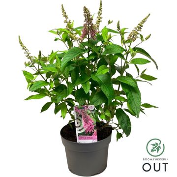 Buddleja davidii BUTTERFLY CANDY LITTLE PINK