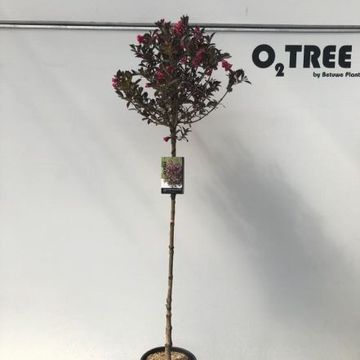 Weigela florida MINOR BLACK