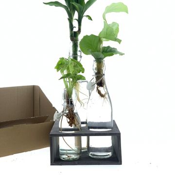 Arrangement Houseplants