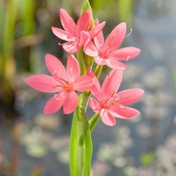 Hesperantha coccinea 'Mrs Hegarty'