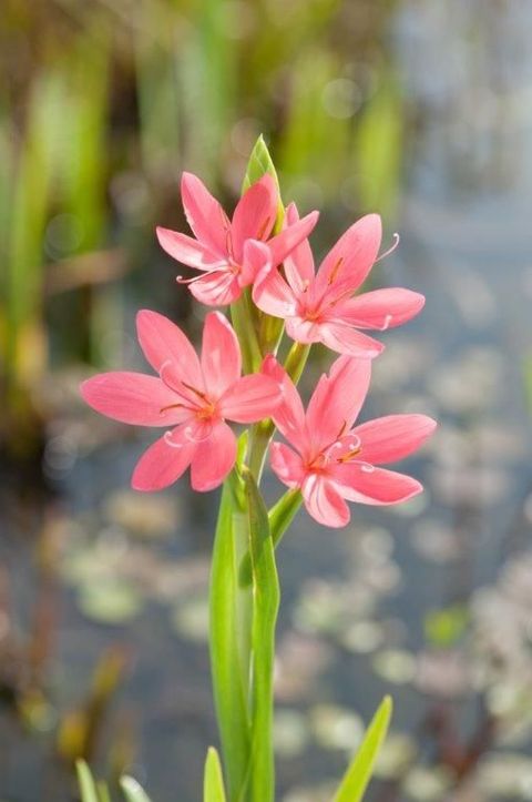 Hesperantha coccinea 'Mrs Hegarty'