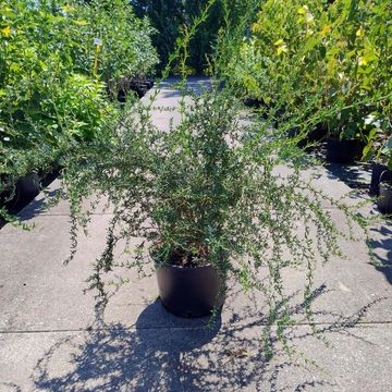 Berberis x stenophylla