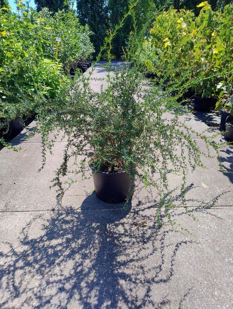 Berberis x stenophylla