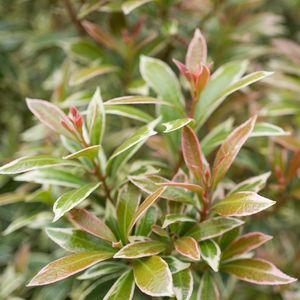 Pieris japonica 'Little Heath' (About Plants Zundert BV)