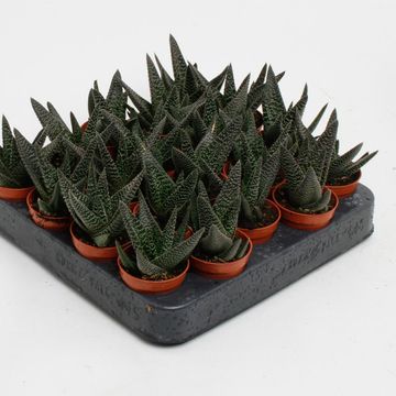 x Gasterhaworthia 'Royal Highness'