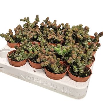 Crassula marnieriana 'Hottentot'