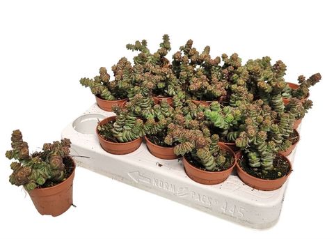 Crassula marnieriana 'Hottentot'