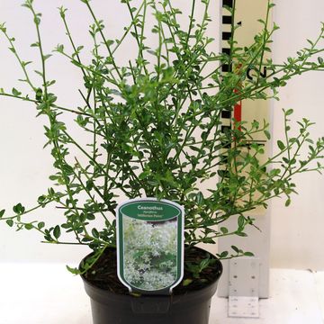 Ceanothus thyrsiflorus '’Millerton Point’'