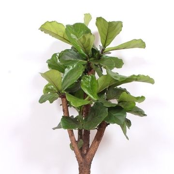 Ficus lyrata