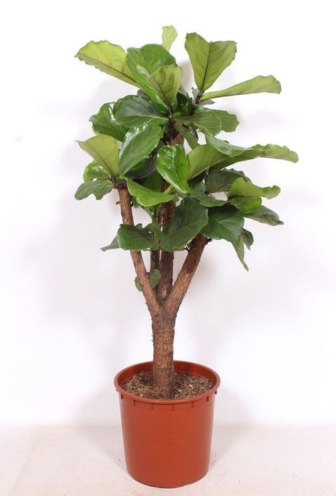 Ficus lyrata