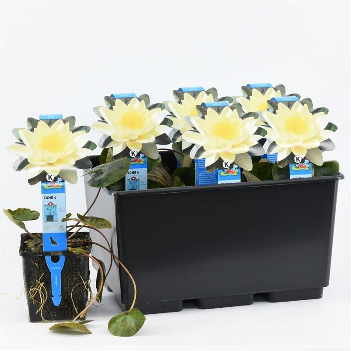 Bloomique Set De 2 Nenúfares Nymphaea ‘Marliacea Albida’ Blanco - Plantas Acuáticas Para Estanque Resistente Al Frío