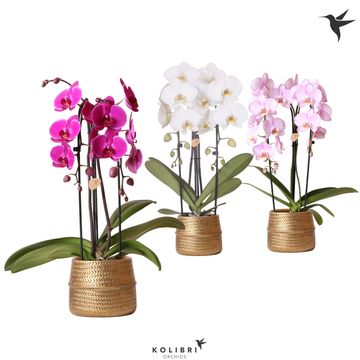 Phalaenopsis MIX