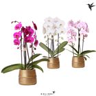 Phalaenopsis MIX